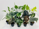 2" Pot Alocasia Mystery Box? "Easy House Plants"