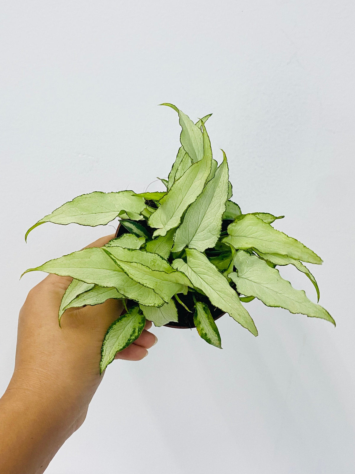 4" Syngonium Silver Fox