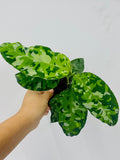 4"/6" Aglaonema Pictum Tricolor