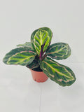 4" Calathea Rosceapicta Ilustris