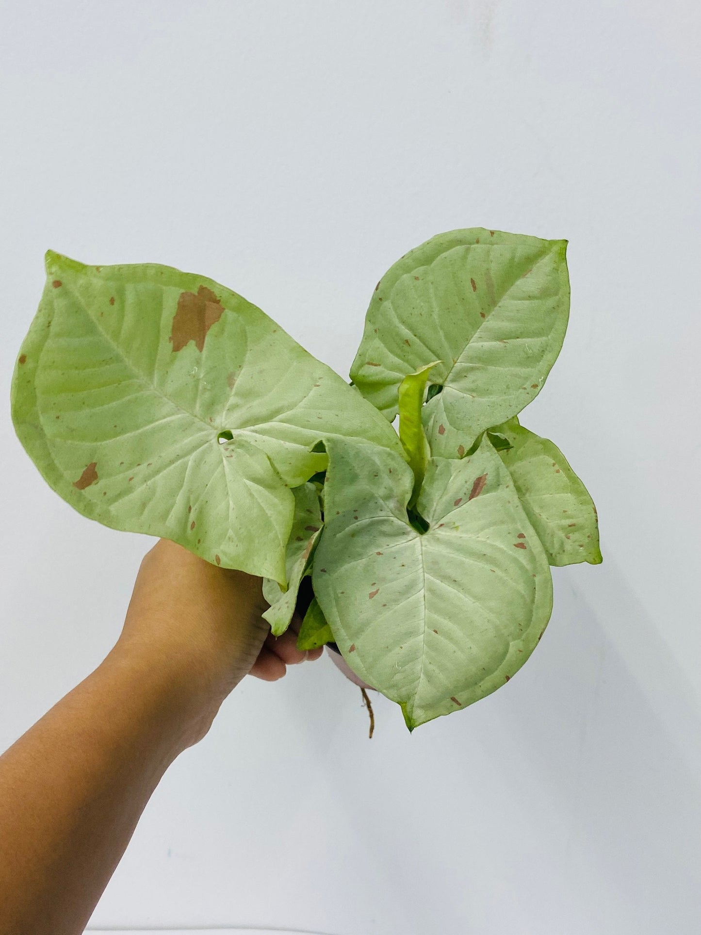 Baby Plant/4" Syngonium Milk Confetti