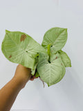 Baby Plant/4" Syngonium Milk Confetti