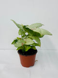 Baby Plant/4" Syngonium Milk Confetti