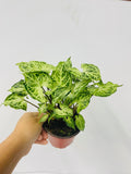 Baby Plant/4" Syngonium "Batik"