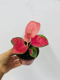 4" Aglaonema "Pink Pearl"