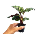 2" Pot Calathea Fasciata