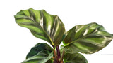 2" Pot Calathea Fasciata