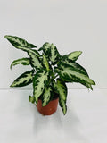 Baby Plant/4" Syngonium Wendlanii "Black Velvet"