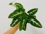 Baby Plant/4" Syngonium Wendlanii "Black Velvet"