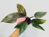 4"/6" Philodendron Pink Princess