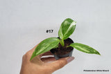 BECOOL 2" Plants "Medium Package"