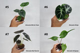 BECOOL 2" Plants "Medium Package"