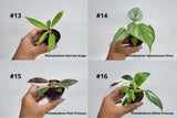 BECOOL 2" Plants "Medium Package"