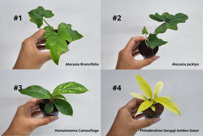 BEBOLD 2" Plants "Pro Package"