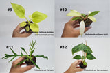 BEBOLD 2" Plants "Pro Package"
