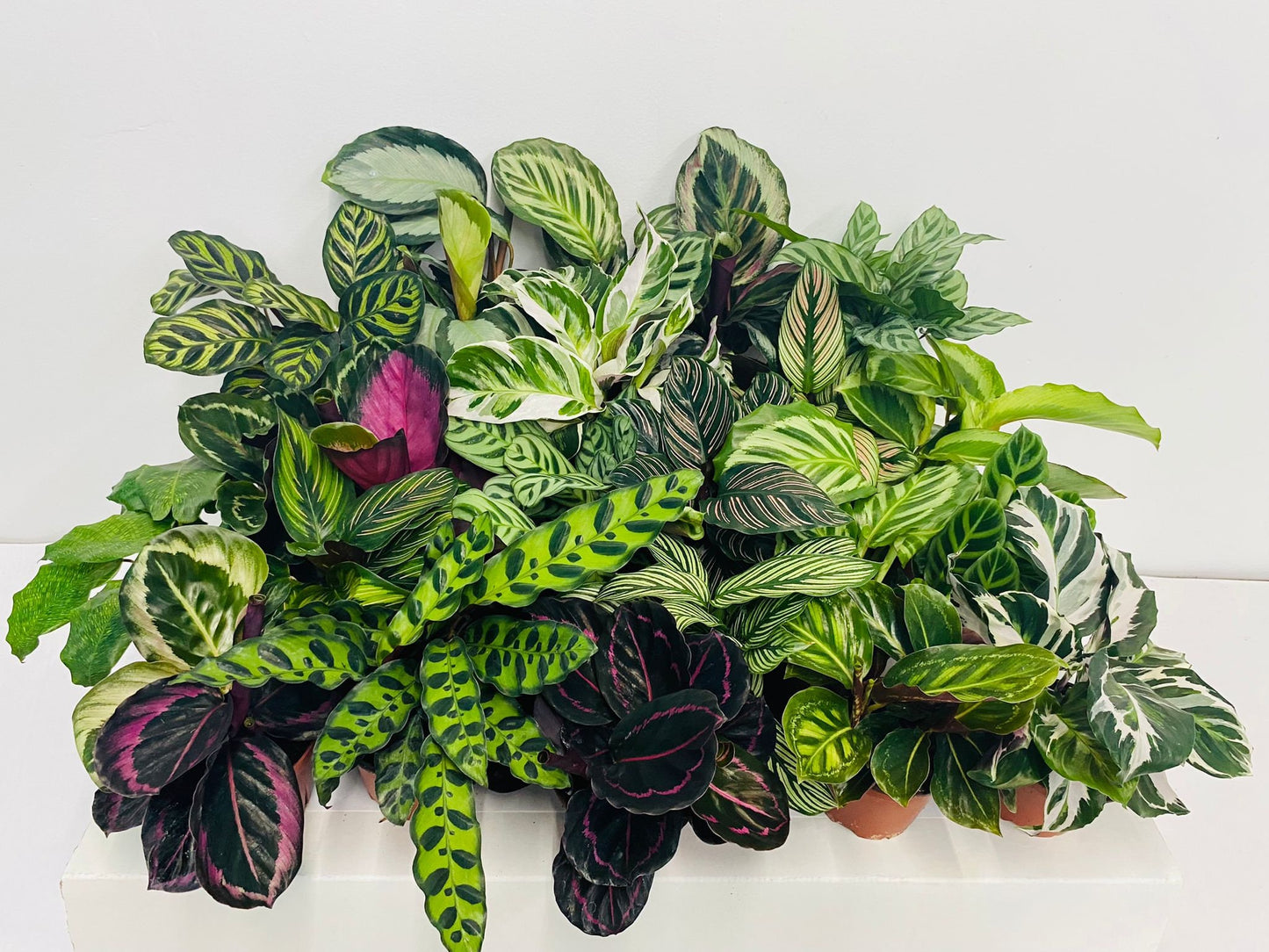 4" Calathea Mystery Box "Special"