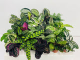 4" Calathea Mystery Box "Special"
