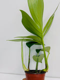 4"/6" Rhaphidophora Decursiva- Dragon Tail *** Super Rare Limited ***