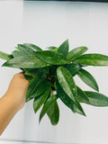 4" Hoya Silver Splash