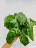 4"/6" Calathea Network (Musaica)