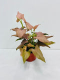 4" Syngonium Pink Perfection "Cherry"
