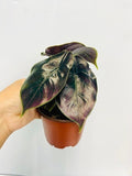 4" Alocasia Azlanii (Red Mambo) - Top 3 Alocasia