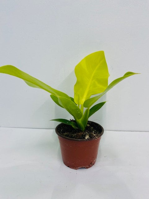 Beby Plant/4" Philodendron Moonlight