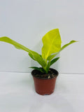 Beby Plant/4" Philodendron Moonlight