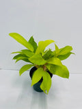 4"/6" Philodendron Lemon Lime