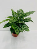 6" Calathea Concinna 'Freddie'