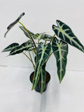 4"/6" Alocasia Bambino