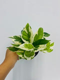 4" Pothos N joy "Pearl and Jade"
