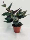 4" Syngonium Erythrophyllum "Red Arrow"