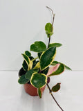4"/6" Hoya Albo Carnosa