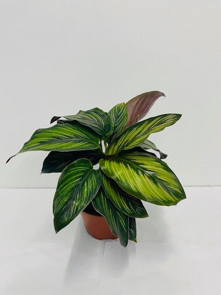 Calathea Beauty Star (2–4/6 inch plant) – Coollective Plants