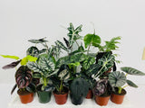 4" Alocasia Mystery Box "Special"