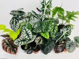 4" Alocasia Mystery Box "Special"