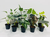 2" Pot Alocasia Mystery Box? "Easy House Plants"