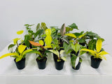 2" Pot Philodendron Mystery Box?                                      "Easy House Plants"
