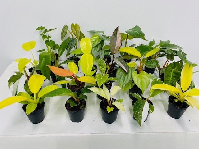 2" Pot Philodendron Mystery Box? "Easy House Plants"