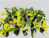 2" Pot Philodendron Mystery Box?                                      "Easy House Plants"