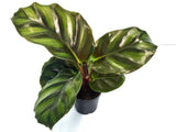 2" Pot Calathea Fasciata