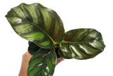 2" Pot Calathea Fasciata