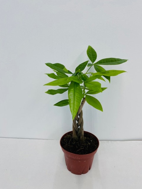 4" Money Tree Braid