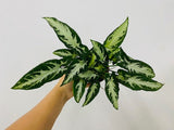 Baby Plant/4" Syngonium Wendlanii "Black Velvet"