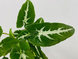 Baby Plant/4" Syngonium Wendlanii "Black Velvet"