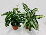 Baby Plant/4" Syngonium Wendlanii "Black Velvet"