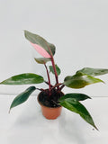 4"/6" Philodendron Pink Princess