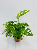 Baby Plant/4"/6" Monstera Swiss Cheese