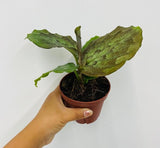 4" Kaempferia elegans
